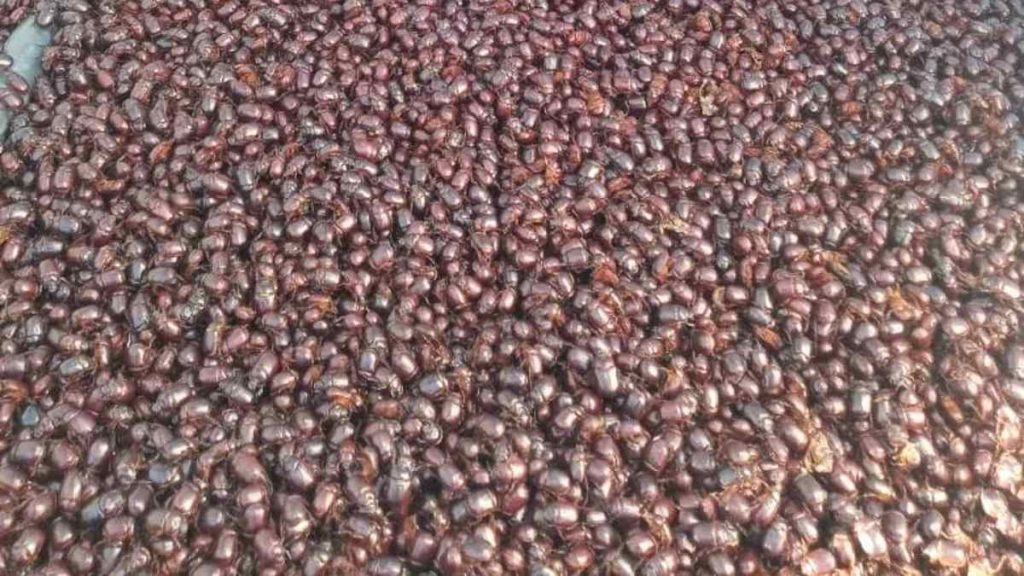 Invasión De Escarabajos Argentina Pueblo Santa Isabel