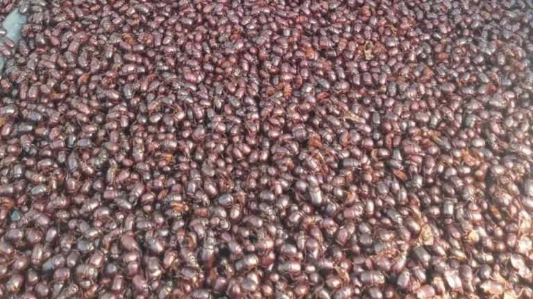 Invasión De Escarabajos Argentina Pueblo Santa Isabel