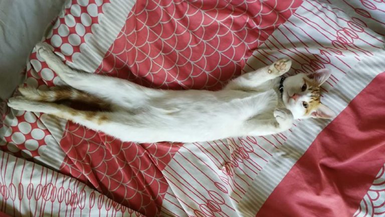 Por Que Michis Gatos