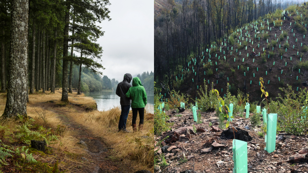 San Valentín árbol