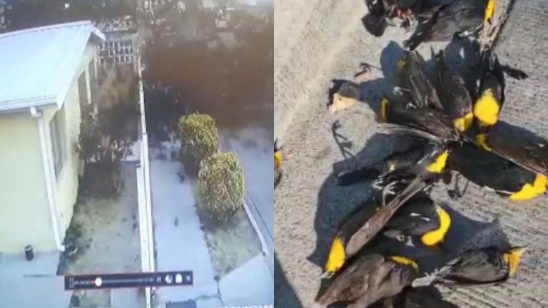 Pajaros Caen Muertos Mexico