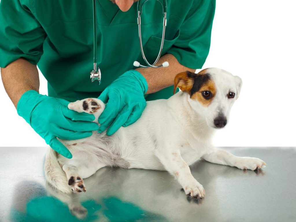 Veterinarios Agresiones