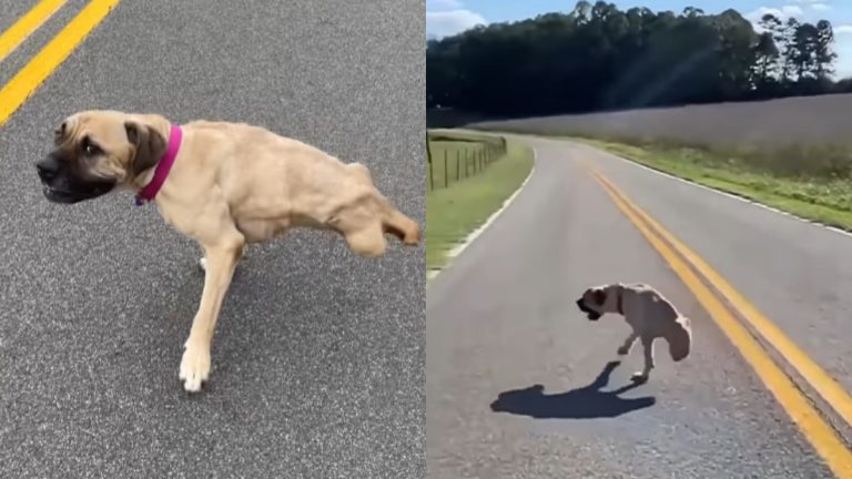 Perrita Sin Patas Traseras