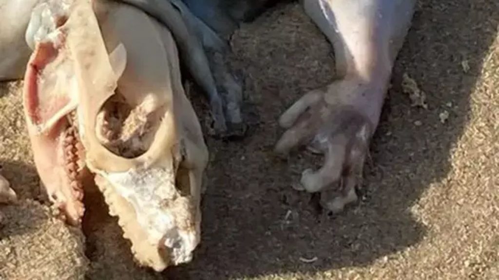 Extraña Criatura Australia