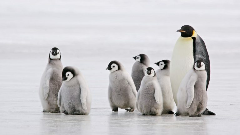 Ong Contar Pinguinos