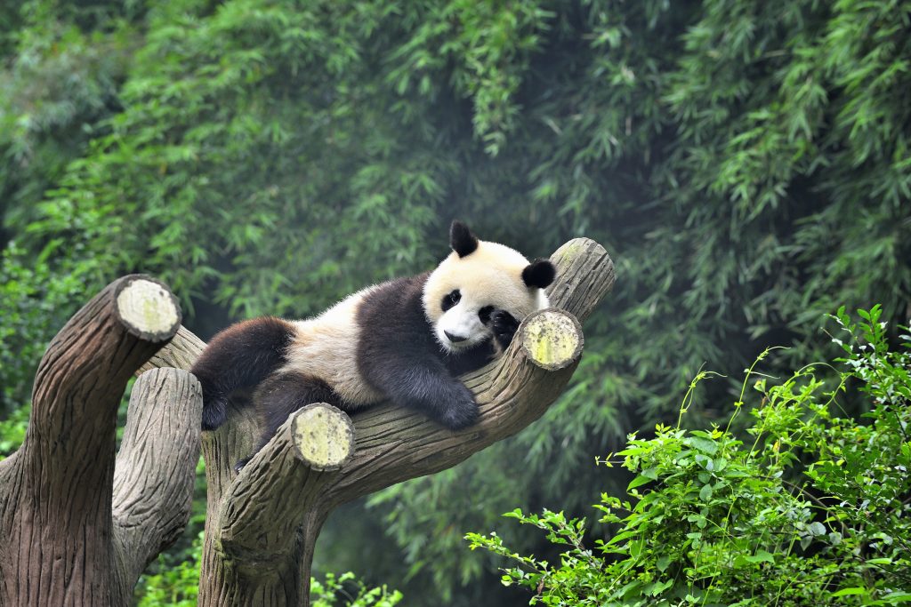 A China Panda On The Tree