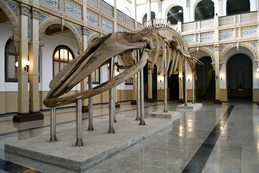 Museo De Historia Natural 1 Ok