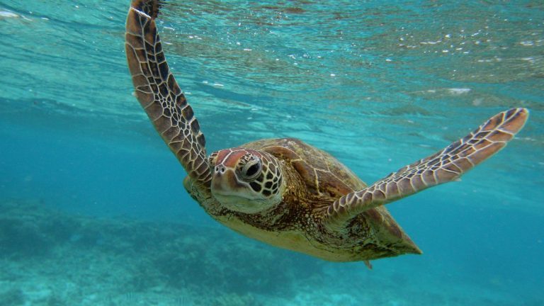 Día Del Mundial De Los Océanos