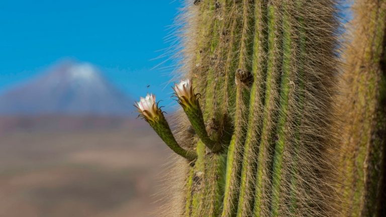 Portada Cactus