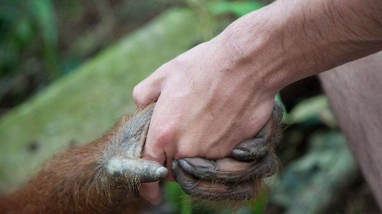 Viruela Del Mono En Chile