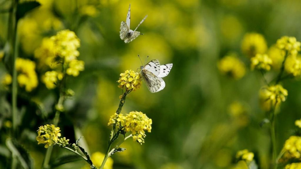 equinoccio de primavera