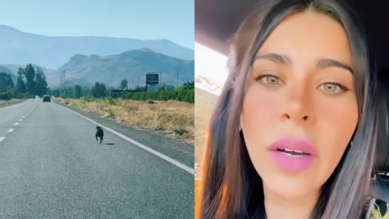 auto abandona perro tiktok