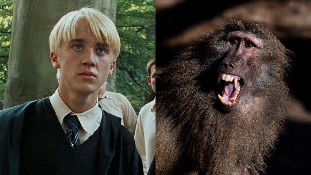 harry potter tom felton