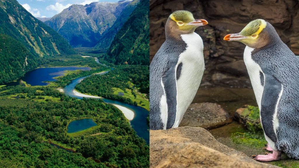 trabajo nueva zelanda