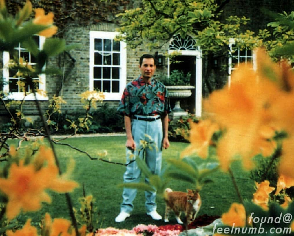 Últimas fotos de Freddie Mercury