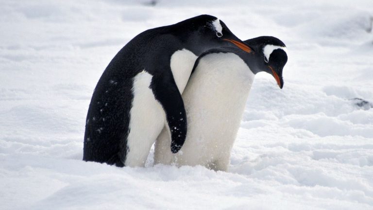 Día de la Antártica Chilena