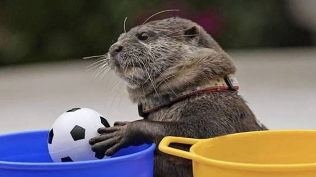 nutria mundial de catar