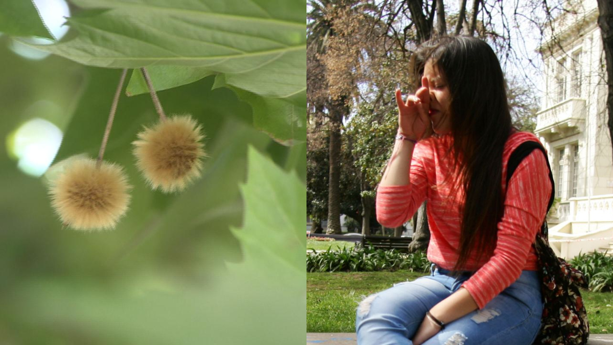 La historia de cómo llegaron los árboles plátanos orientales a Santiago de  Chile y por qué dan alergia — Rock&Pop