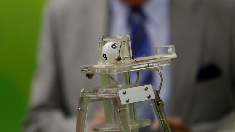 RUT ganadores La suerte de ser chileno