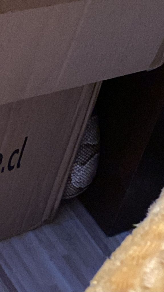 serpiente departamento macul