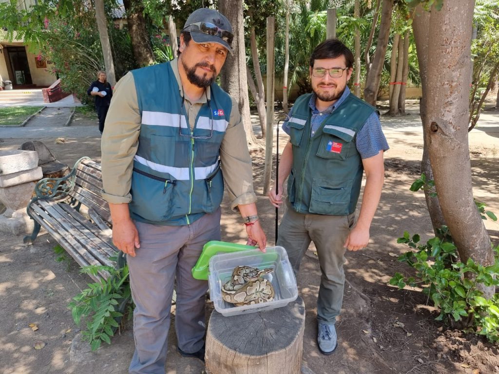 serpiente departamento macul