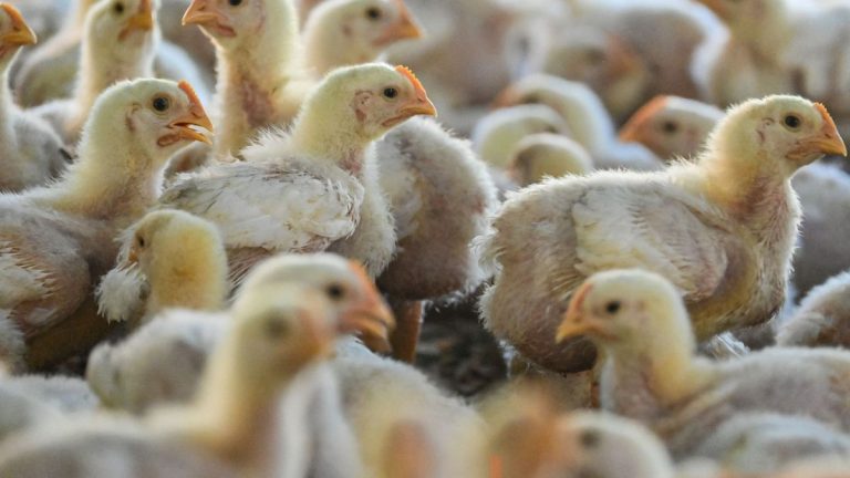 Cómo se contagia la gripe aviar