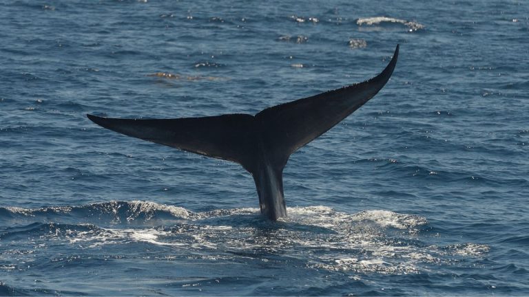 ballena ambientalista chileno