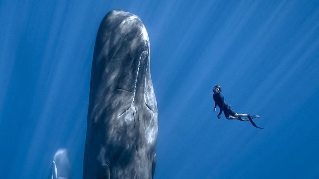 RECOMENDADOS SANTIAGO WILD