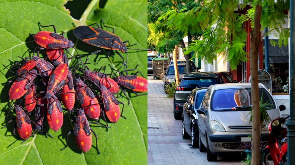 Chinche del arce peligro auto