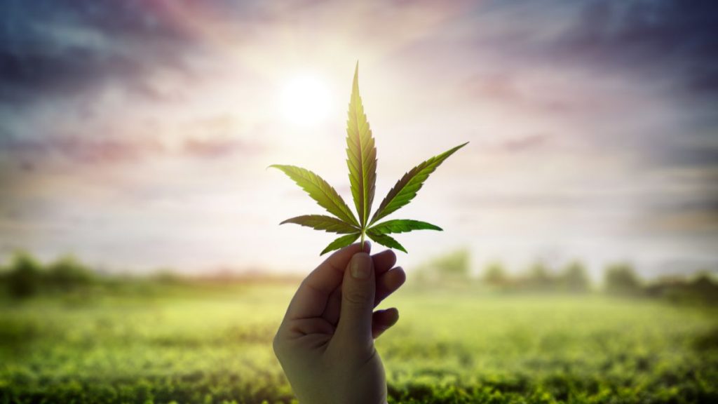 Día de la marihuana 420 GettyImages-1221630813 web