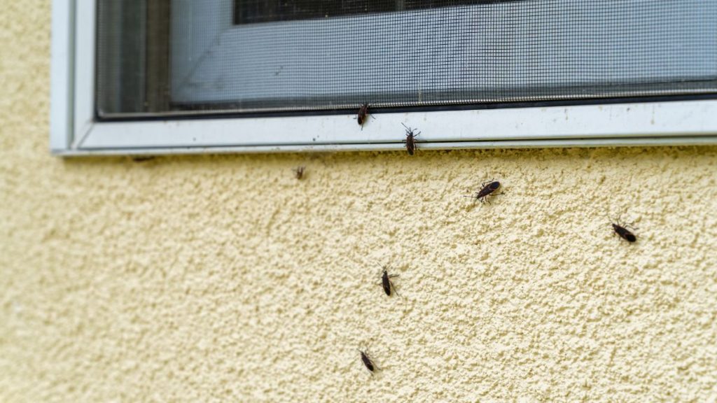 Chinche del arce casa web