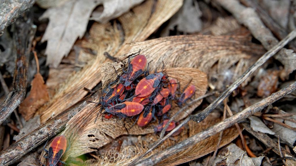 Chinche del arce planta