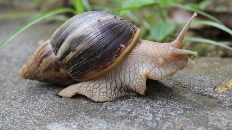 Caracol Gigante