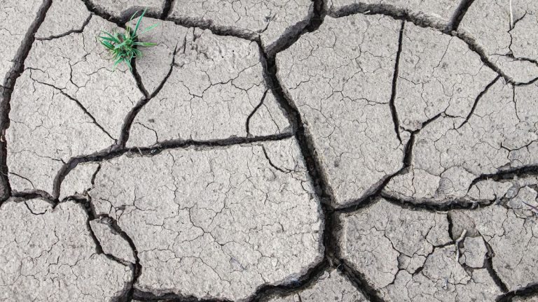 Día Mundial de la Lucha contra la Desertificación y la Sequía