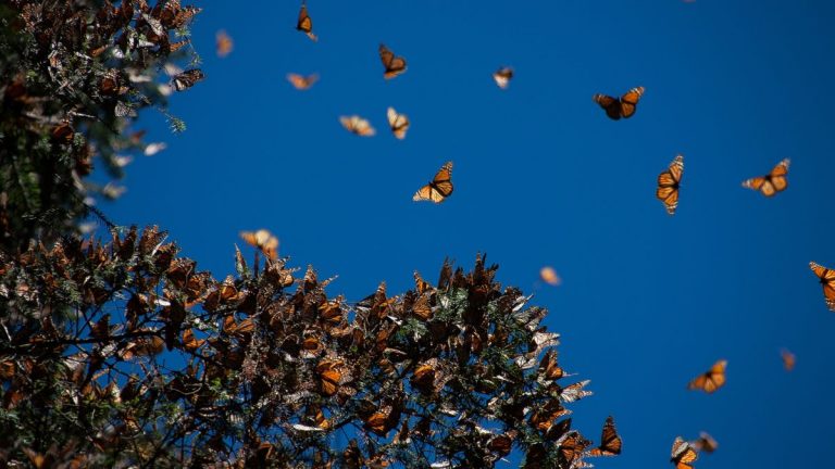 insectos nubes de olor