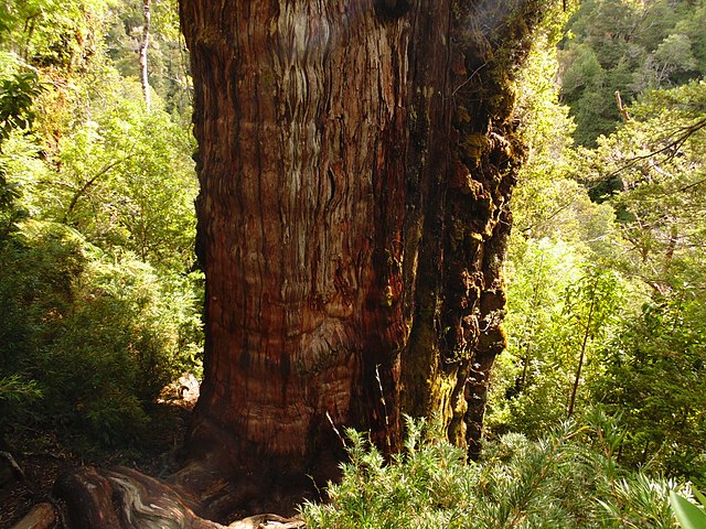 árbol más viejo