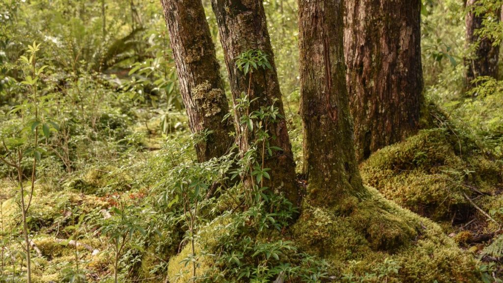 bosque nativo método Miyawaki web