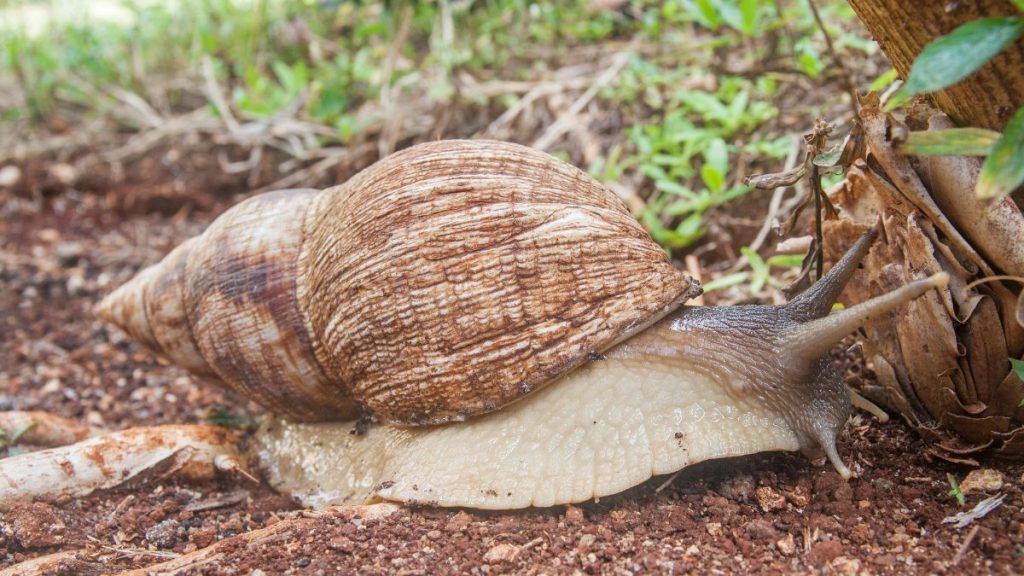 Caracol Gigante Africano GettyImages-1135393090 web