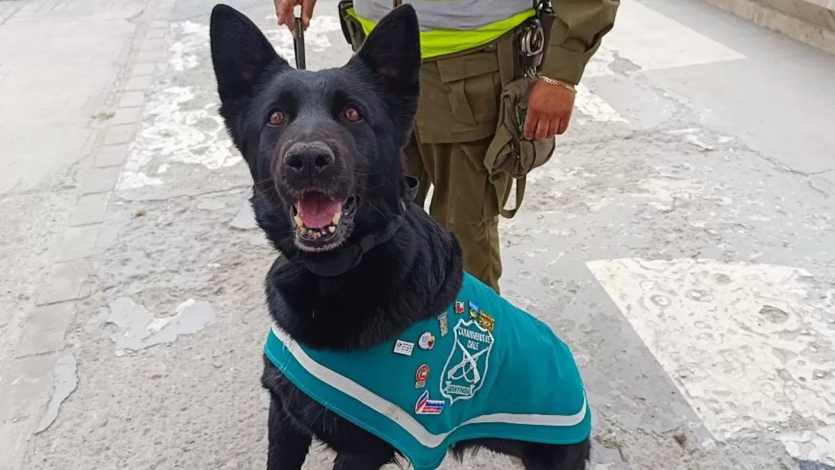 Perro policial pines