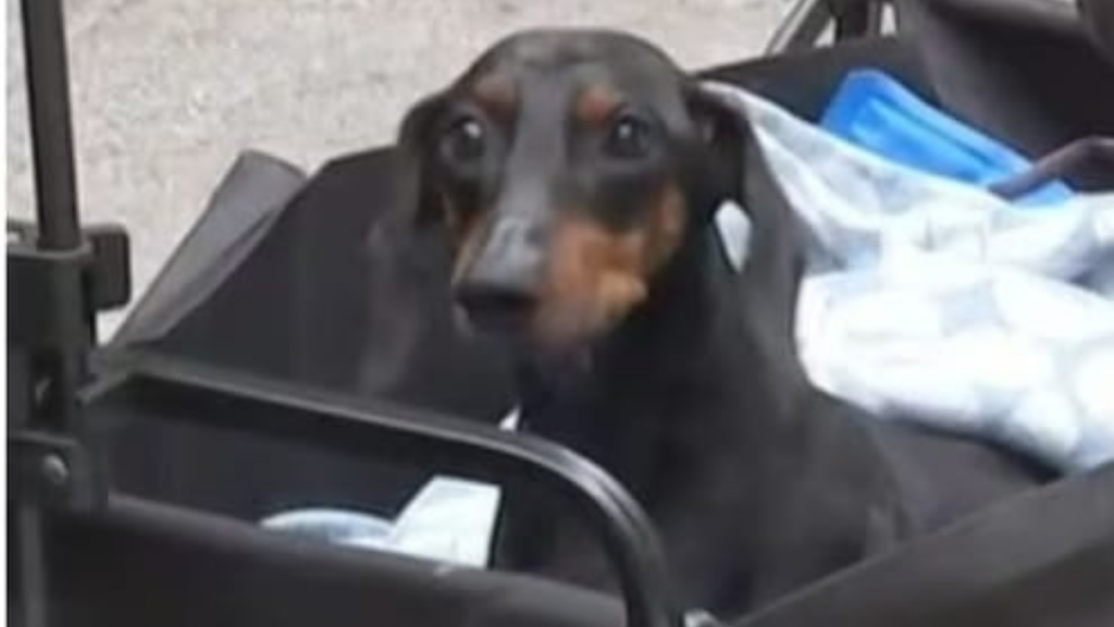 Plebiscito Constitucional 2023