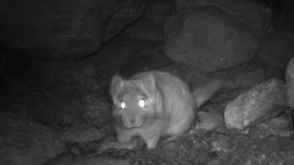 Chinchilla cola corta, CONAF