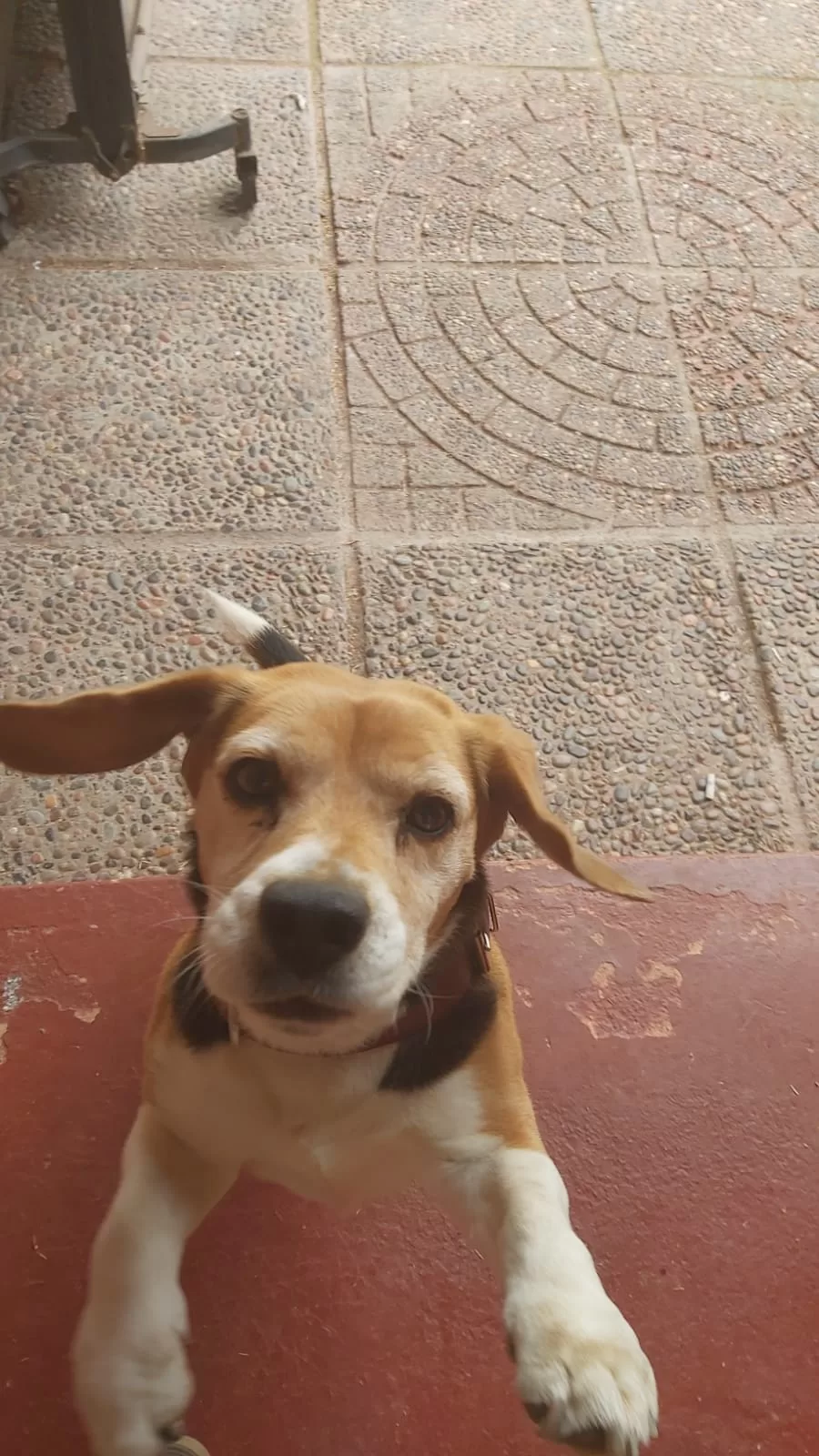 Reacciones en perros