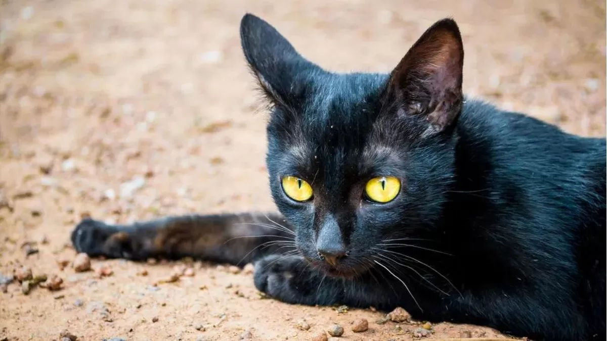 La hipótesis que explica por qué los gatos tienen menos pelo entre los ...