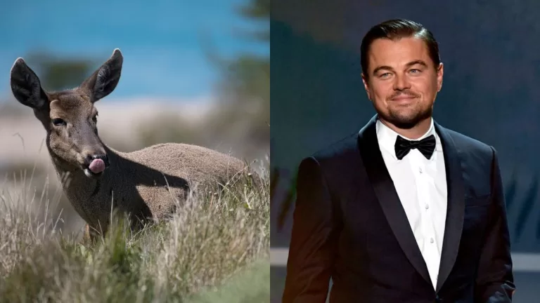 Huemul, Leonardo Dicaprio Getty Images