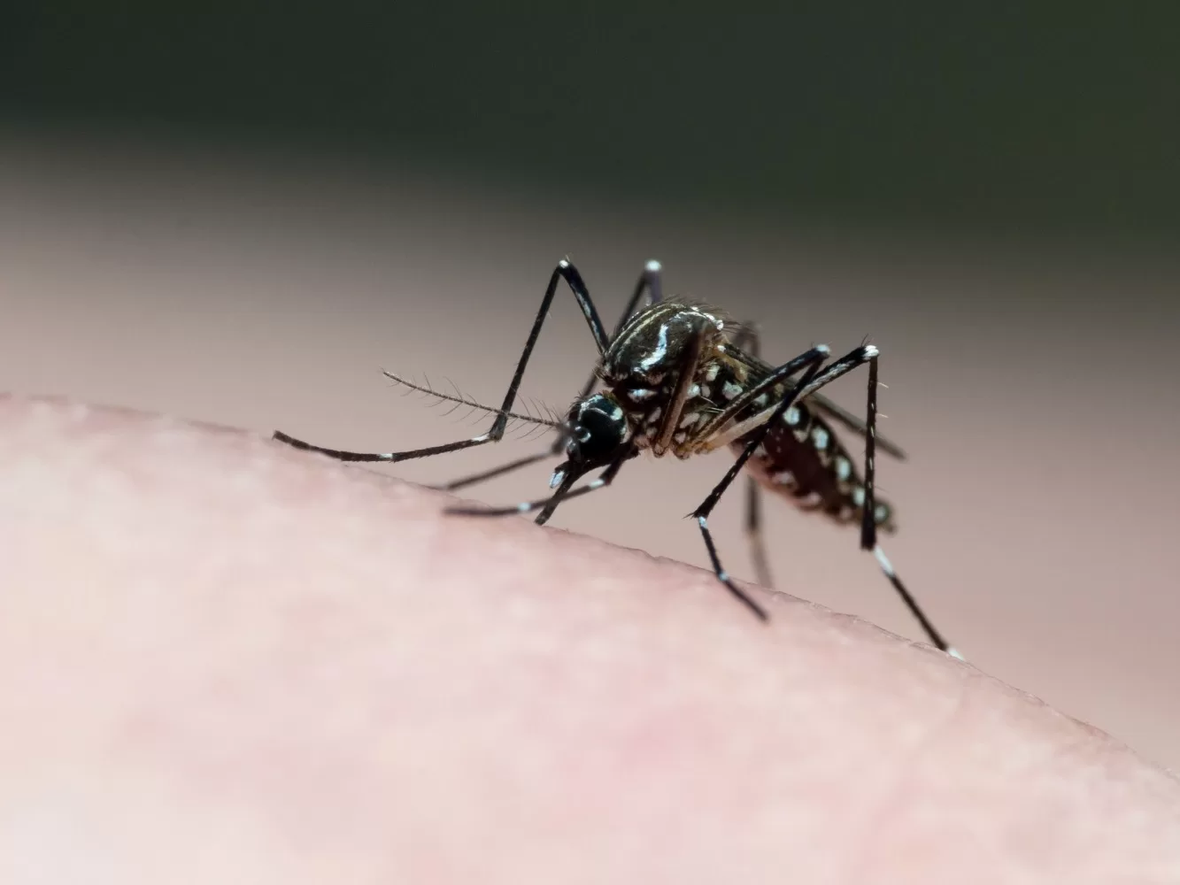 Mosquito Aedes Aegypti. Foto: Getty Images.