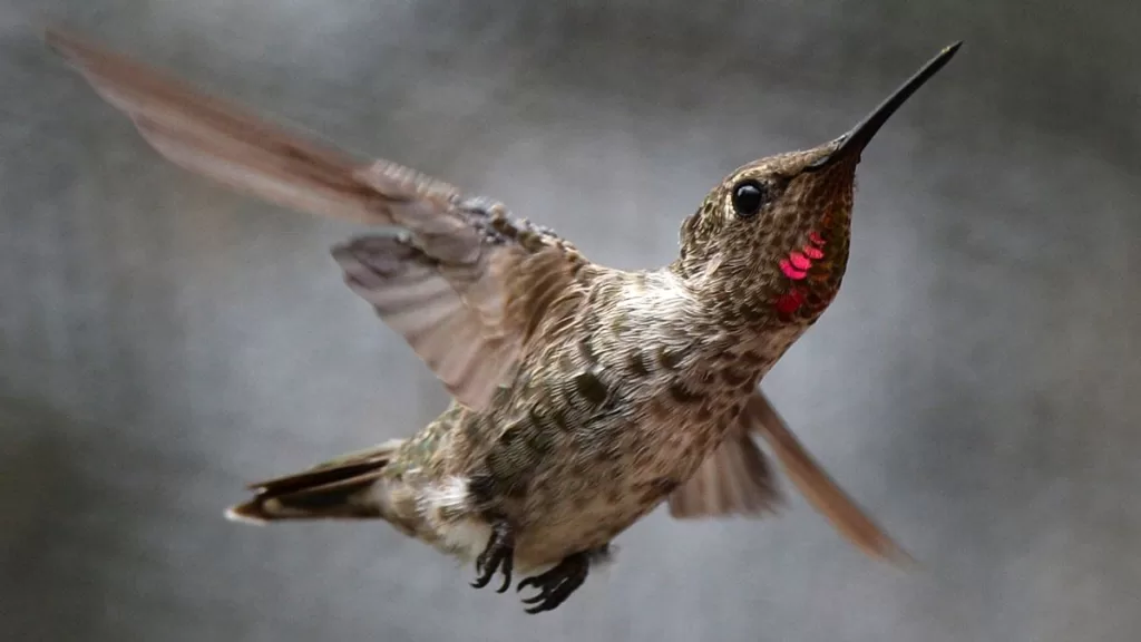 Nueva especie de ave