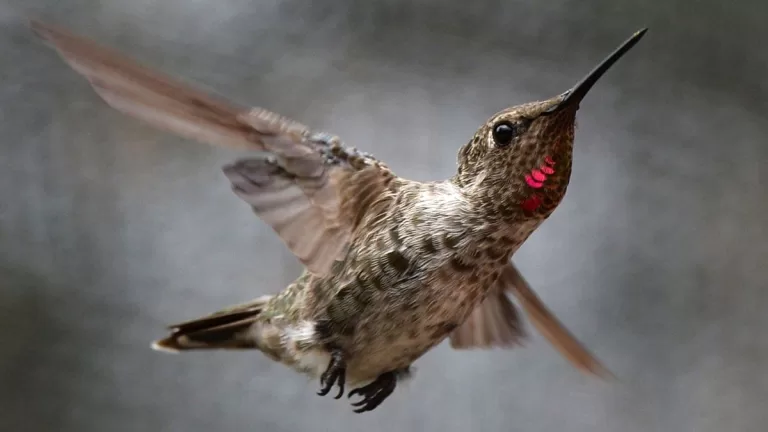 Nueva especie de ave