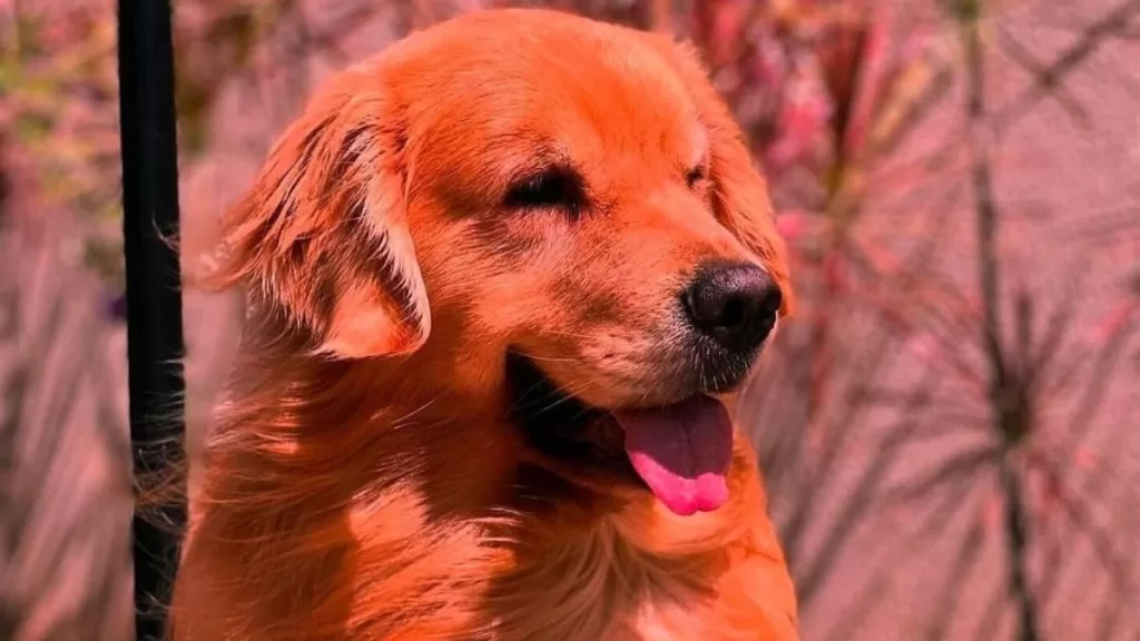 Aerolínea Brasileña