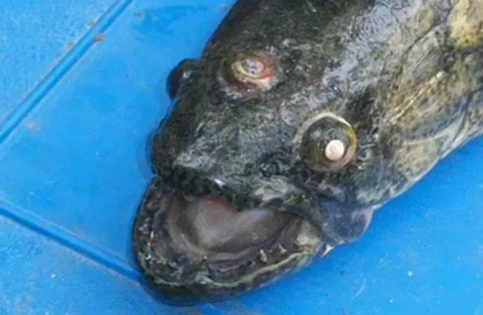 Taraira de tres ojos encontrada en Córdoba, 2011 | La Voz