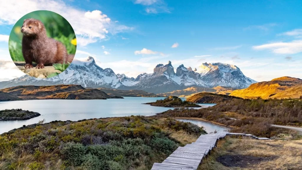 Torres del Paine Vison Web